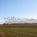 Snow Geese 4